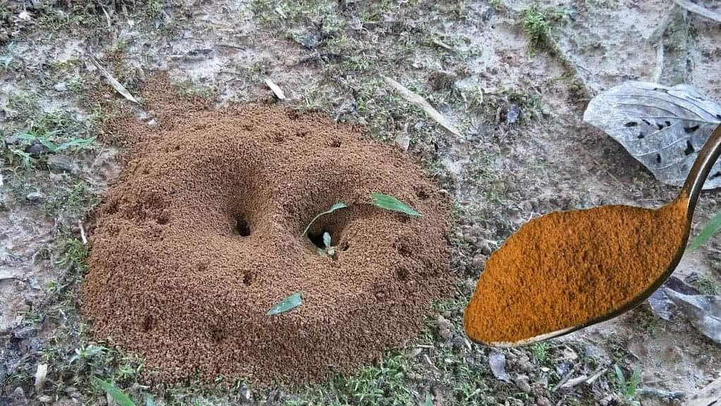 1 LYŽIČKA stačila na to, aby z mojej záhrady zmizli mravce: NAJJEDNODUCHŠÍ spôsob, ako ich dostať z dvora aj terasy!