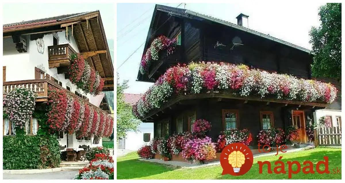 Toto je dôvod, prečo majú v rakúskych dedinkách také nádherné muškáty: Aby ich nabudili do kvetu, dávajú im do zeminy tento zázrak!
