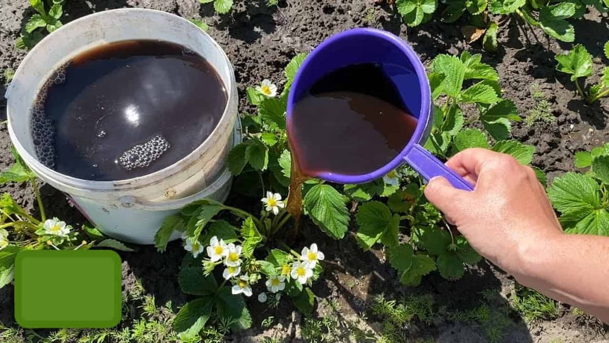 Záhradkári, TÝMTO treba kŕmiť jahody keď kvitnú: Nalejte to v máji na rastliny a budú mať viac plodov ako listov!