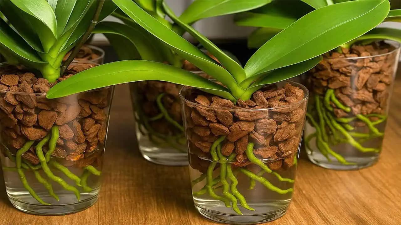Pestovateľ ukázal jediný správny spôsob, ako omladiť orchideu: Keď uvidíte toto berte do rúk nožnice – z 1 rastliny budú 2!