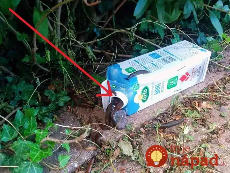 Na SLIMÁKY nedávam chémiu, vďaka rade od susedy mám čistú celú záhradu: Najlepší likvidátor za pár centov!