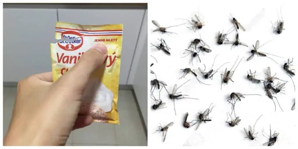 Len 1 balík vanilkového cukru a nepotrebujete repelent: Perfektný trik na nenávidené komáre, funguje lepšie ako chémia!