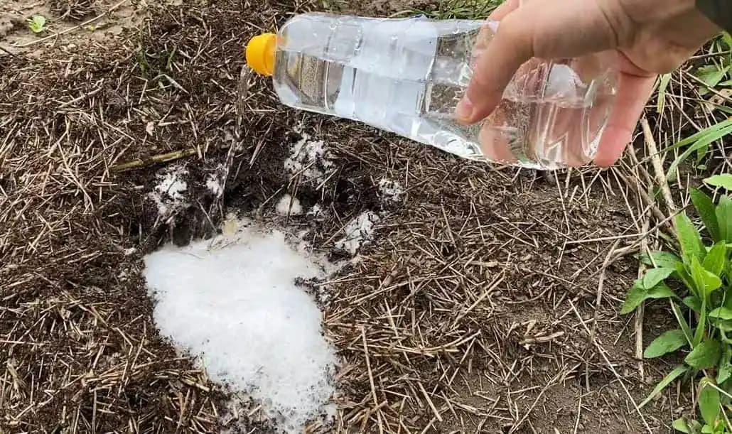 S týmto domácim TRIKOM som vyhnal mravce z celej záhrady BEZ chémie: Odskúšané, funguje to!