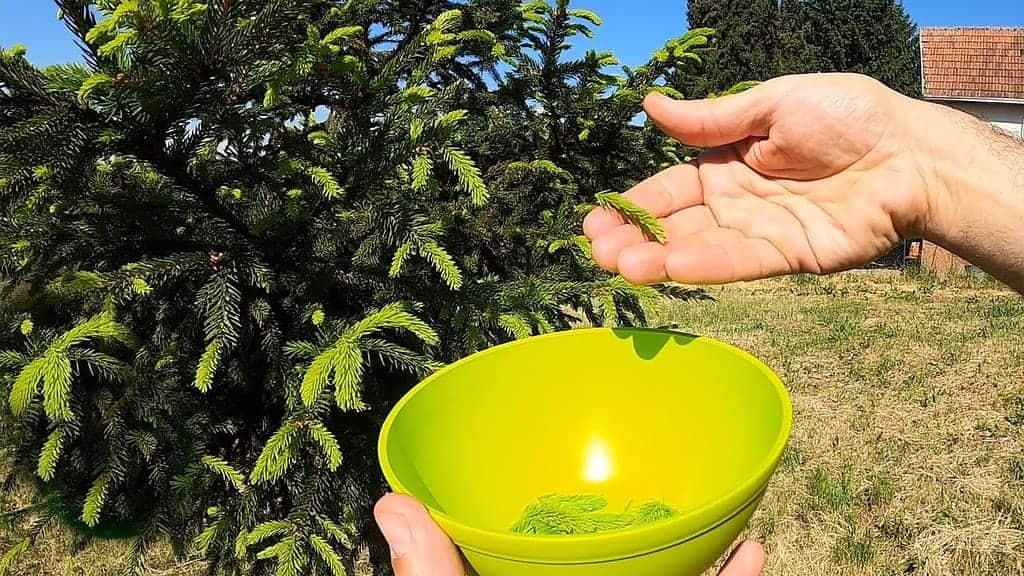 Natrhajte si v MÁJI pár zelených ihličnanov a zalejte obyčajným medom: Liečivý poklad do každej rodiny, nedám naň dopustiť!