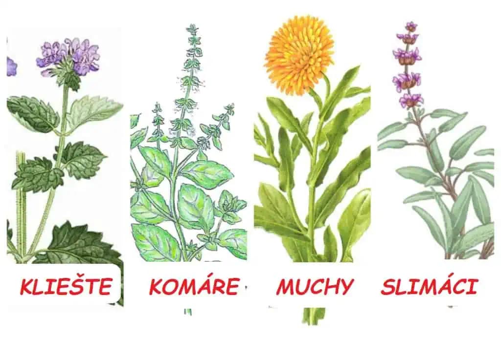 Komáre nenávidia bazalku, vratič likviduje kliešťe a šalvia zaženie muchy: Zoznam bežných rastlín a škodcovia, ktorých odpudzujú!