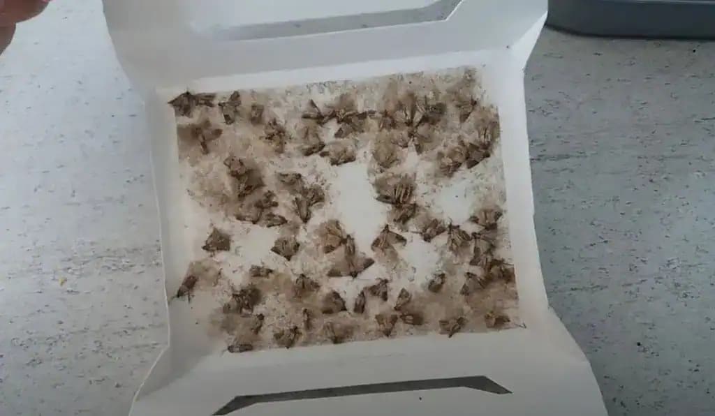 Nastrúhajte ho a vložte do vrecka: Zbavíte sa molí raz a navždy!