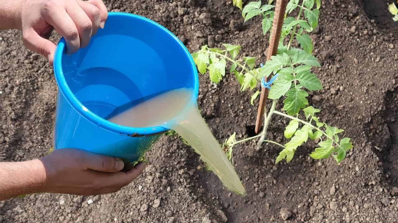 TAJNÝ recept pre obrovskú úrodu rajčín od môjho deda: Začnite s tým HNEĎ, ako ich vysadíte do pôdy!