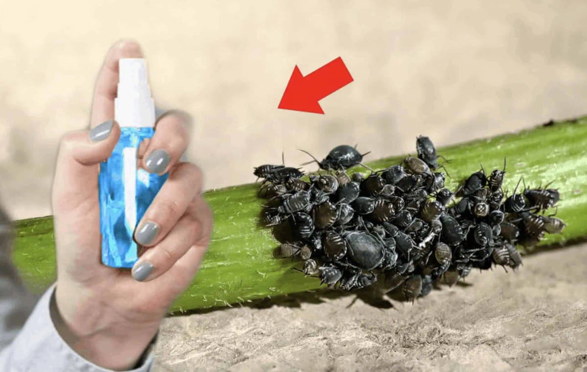 Na nedávidené vošky mi nezabral ocot ani cesnak: Stačila finta mojej svokry a zmizli ako gáfor, radím to každému!