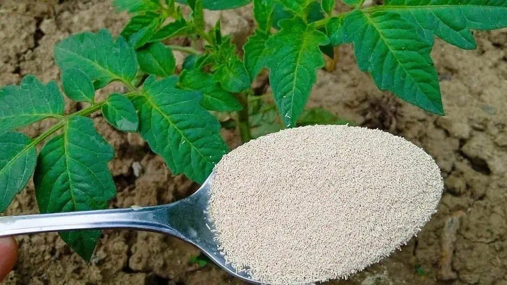 RAJČINY, PAPRIKA, UHORKY: HNEĎ im doprajte toto kŕmenie a budú plodiť ako divé!
