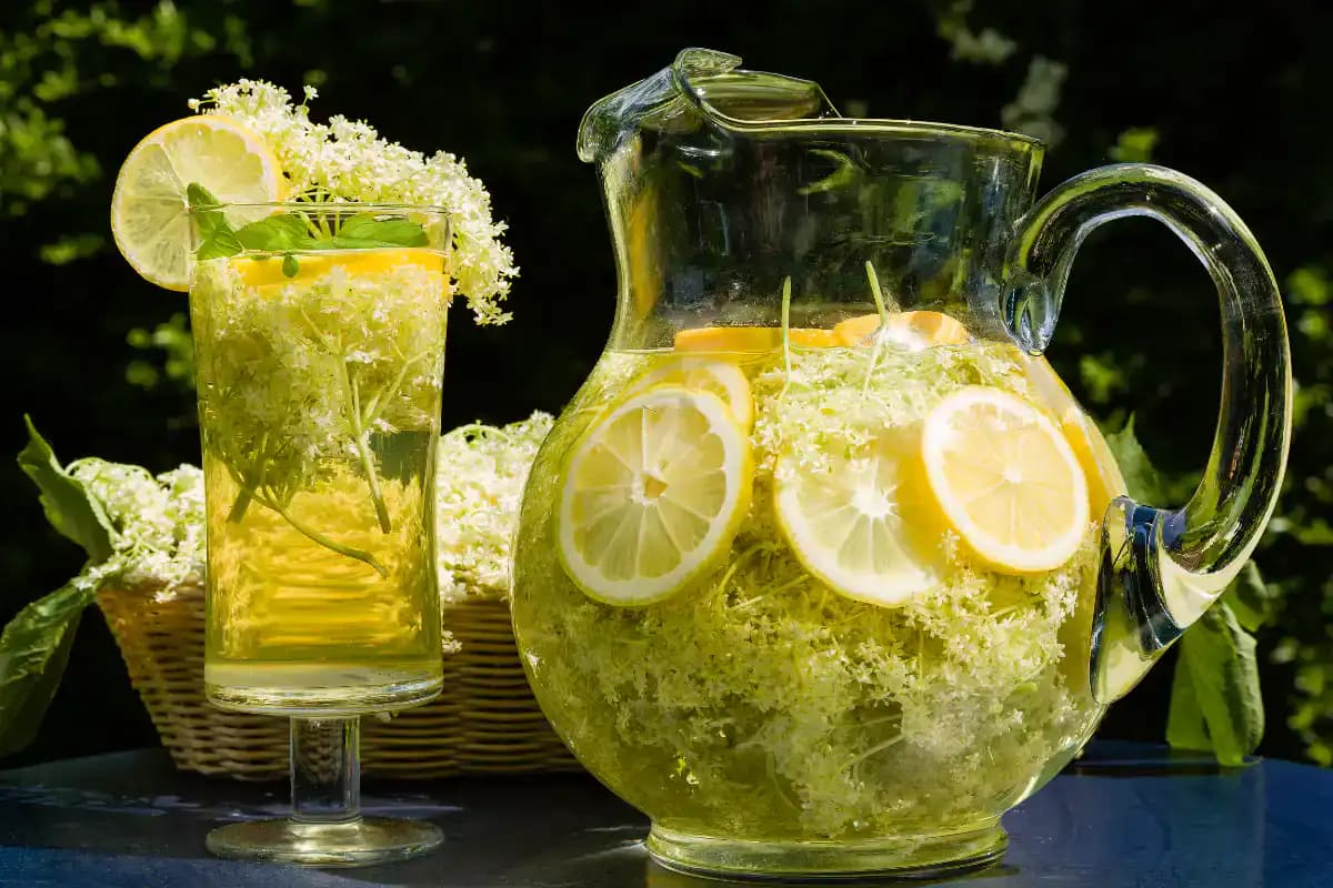 LIMONÁDA z bazových kvetov – zdravá a nesmierne chutná: TU je recept a mal by ho skúsiť každý, koho trápi bolesť brucha, stres a nádcha!