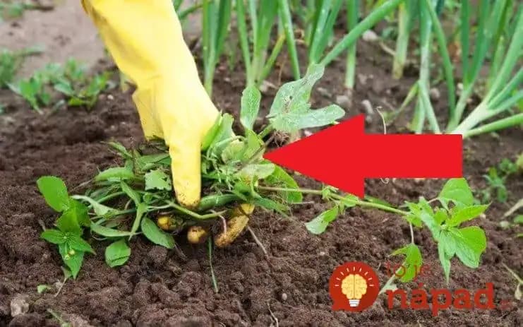 Burinu netrhám, toto zlikviduje pliagu na celom dvore bez roboty: Likvidátor buriny ostrieľaných záhradkárov, pár centov a čistá celá záhrada!