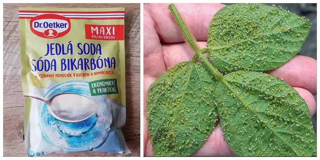 Toto povedzte každému, komu VOŠKY nivočia záhradu: Overené, odskúšané – toto zabralo HNEĎ!