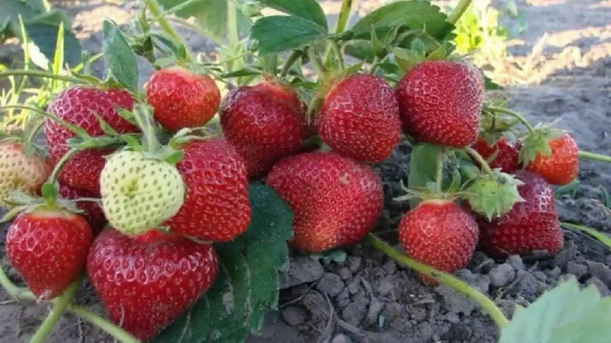 Po obyčajnom DROŽDÍ rastú jahody ako divé: Žiadne choroby, veľké plody a úrody máme 5x toľko!
