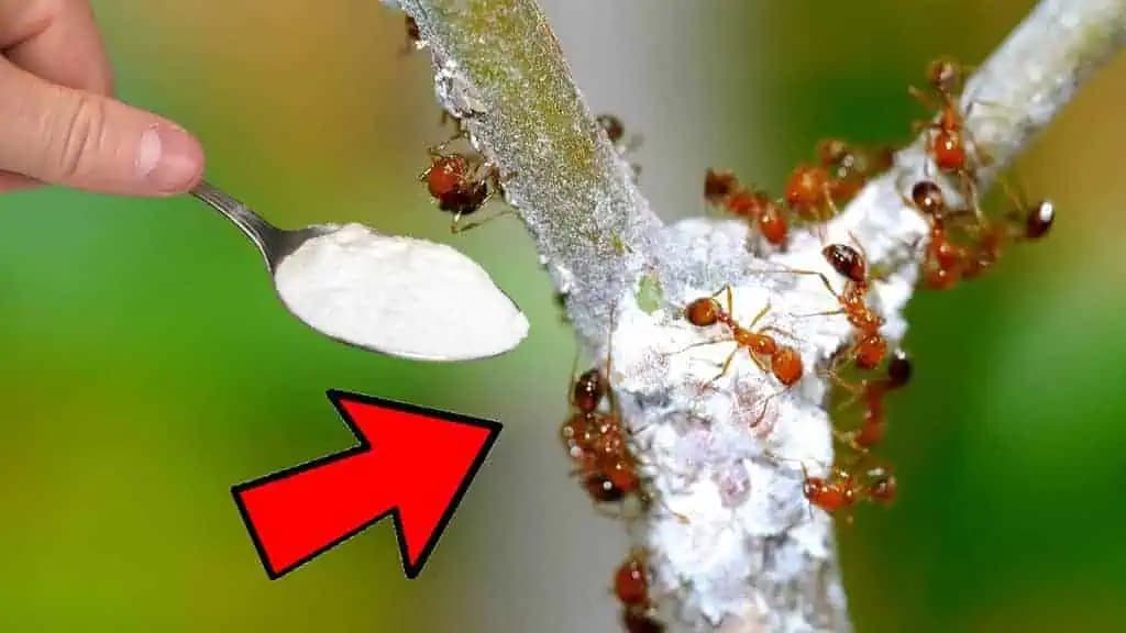 Najjednoduchšia pasca na MRAVCE v záhrade: Už neriešim ohryzené jahody, vošky a zničenú zeleninu – funguje to výborne!