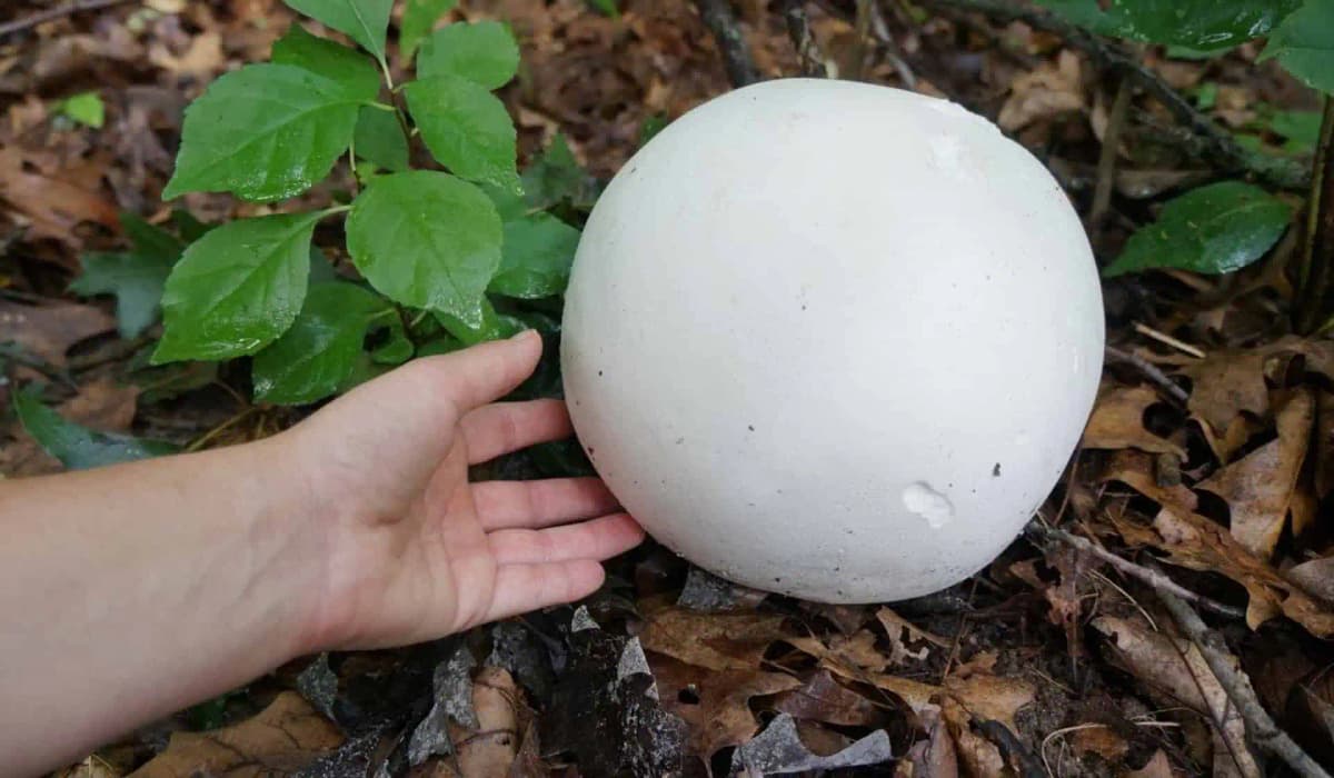 Neničte ju, táto huba veľkosti hlavy je až príliš cenná: Premeníte ju na niečo nadpozemské!