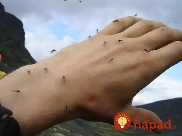 Jednoduchý spôsob, ako sa zbaviť komárov: Prírodný zázrak z domácej lekárničky – treba len 2 prísady!