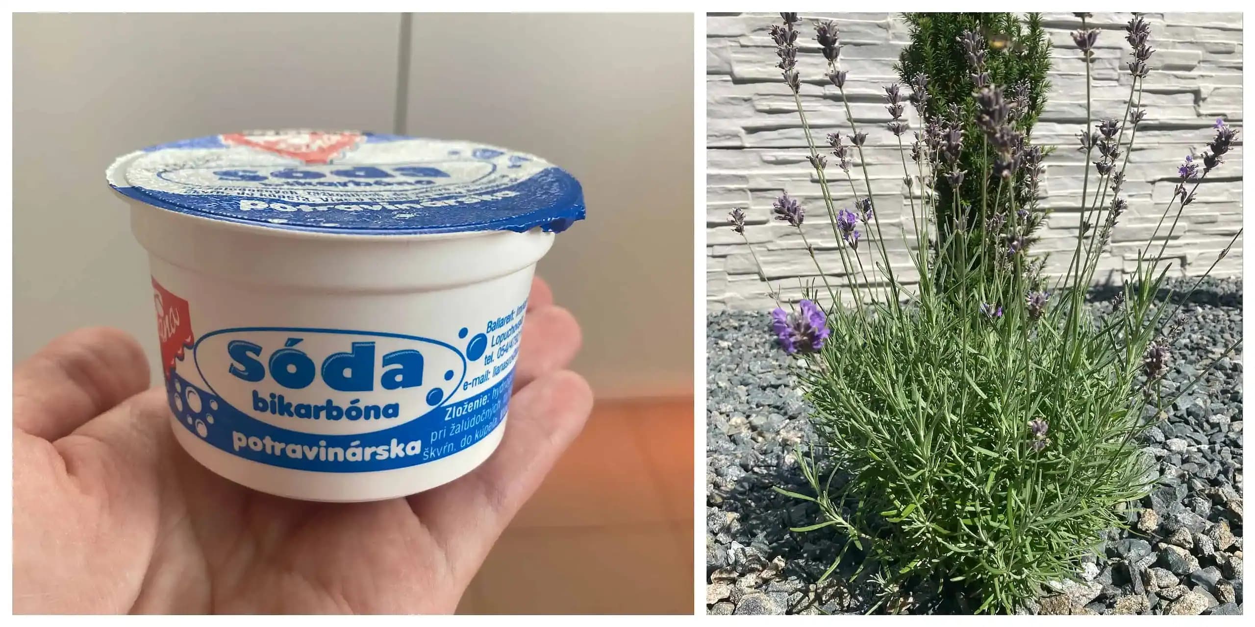 Zmiešajte levanduľu s obyčajnou SÓDOU a čím skôr položte do každej izby v dome: Účinok, o ktorom som NIKDY predtým nevedela!