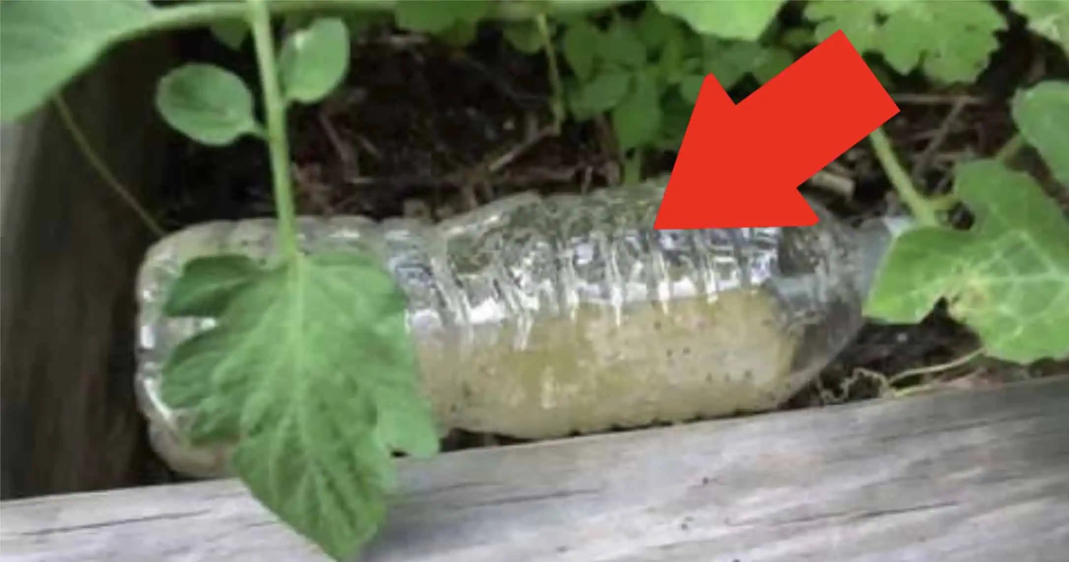 Najjednoduchšia domáca PASCA na mravce: Pár dní a máte čistú celú záhradu – do jedného sú všetky tam!