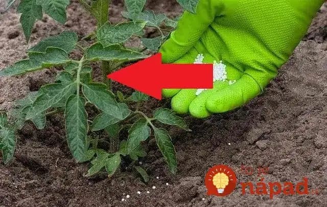 Keď idem do záhrady, nasypem trochu tejto prísady k ružiam aj do zeleniny: Netreba robiť nič viac a takéto úžasné výsledky!