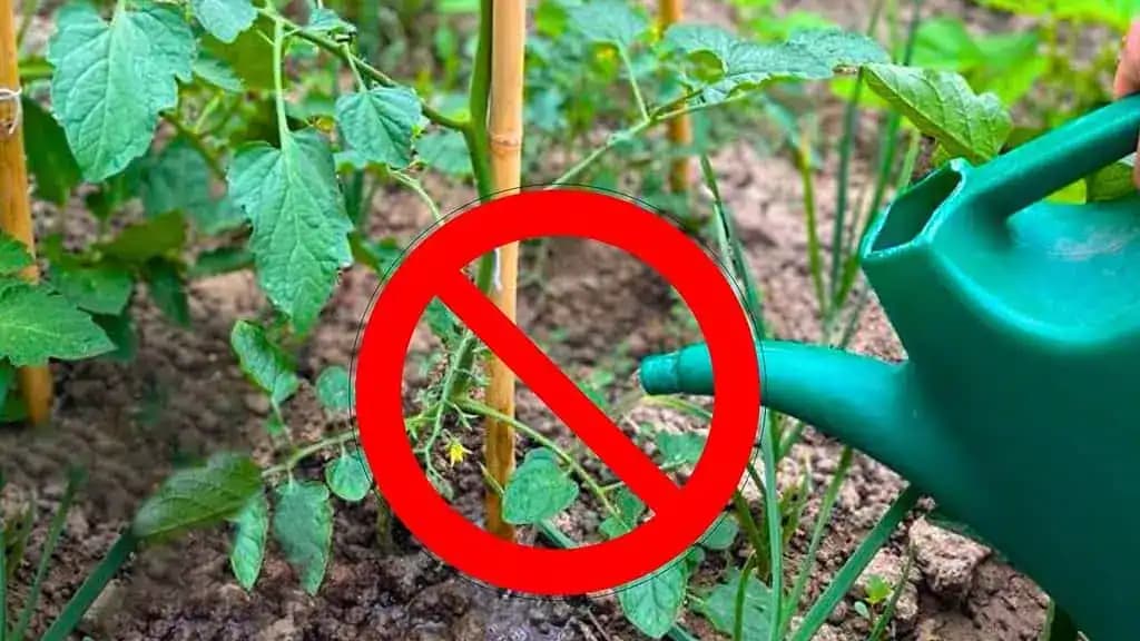 CHYBA, ktorú robí pri zalievaní paradajok skoro každý: Už nikdy to nerobte!