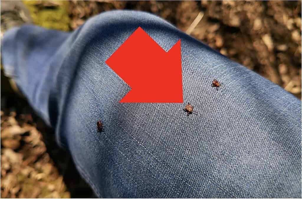 Najlacnejší spôsob, ako zaručene ODPLAŠIŤ kliešte: Efektívne a triviálne jednoduché!