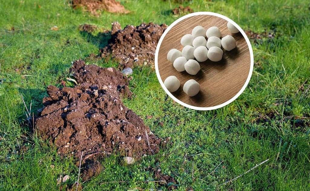 Vhoďte jednu guľku do krtinca: Krtkovia sa do vašej záhrady už nevrátia!