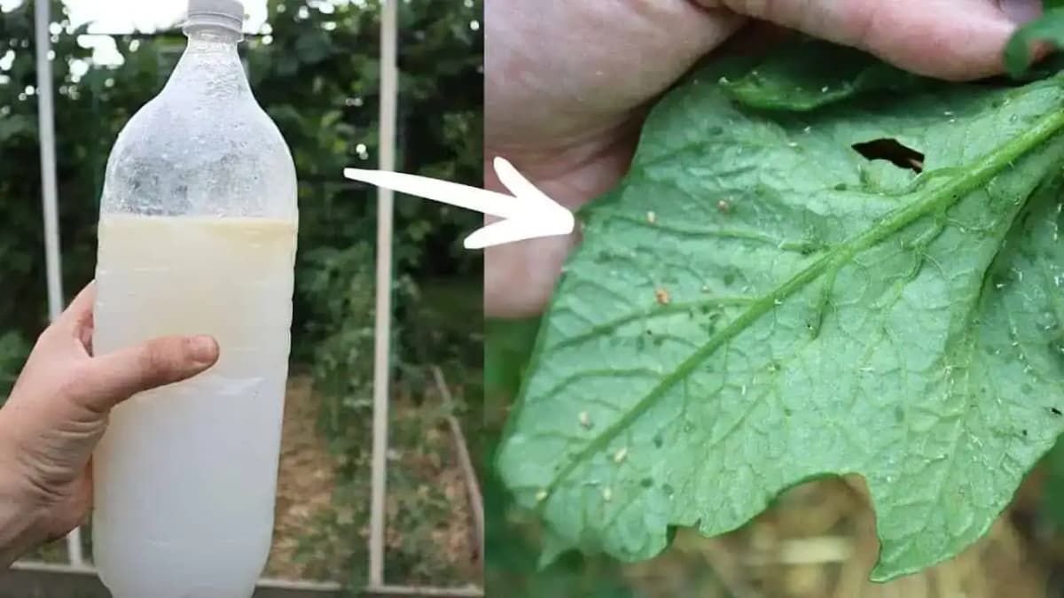1 fľaša na celú záhradu: S týmto domácim riešením sa zbavíte vošiek na paradajkách/uhorkách/ružiach!