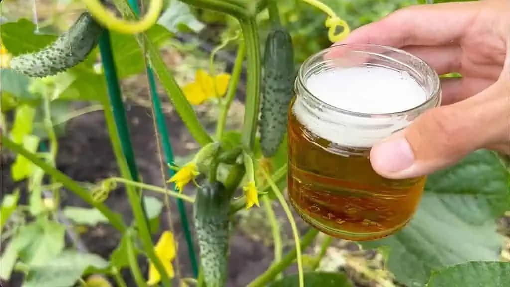 Záhradkári, poznáte účinok PIVA na uhorky? Tento recept by mal v JÚLI poznať každý, kto chce uhorky zbierať celé leto na vedrá!