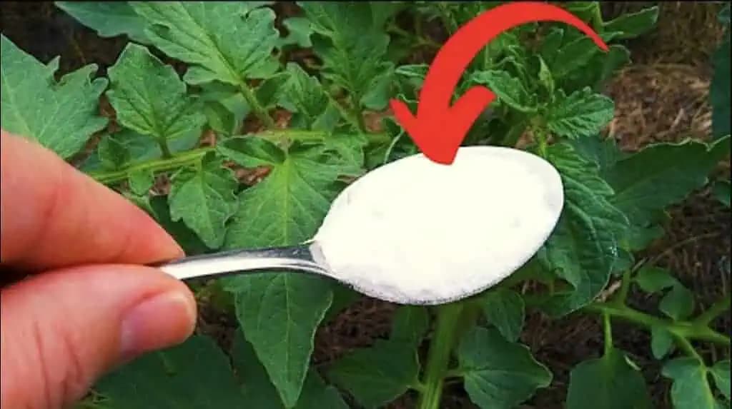HNEĎ dajte 1 lyžicu paradajkám, uhorkám aj paprike: Žiadna pleseň, choroby a úrody máme 5x toľko!