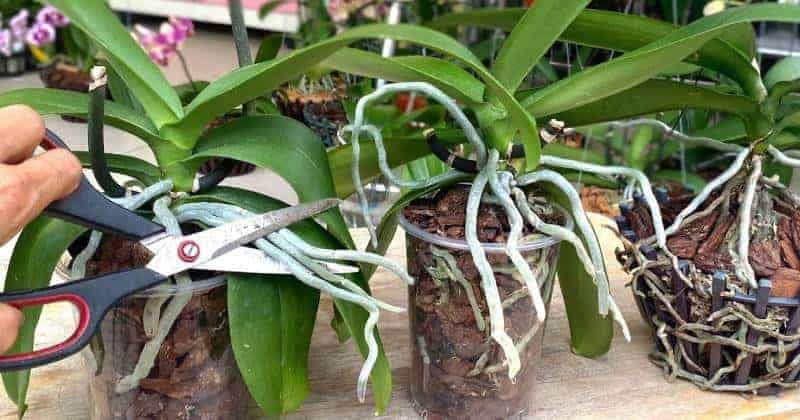 Má vaša orchidea dlhé vzdušné korene? TOTO musíte urobiť, aby znovu RÝCHLO zakvitla!