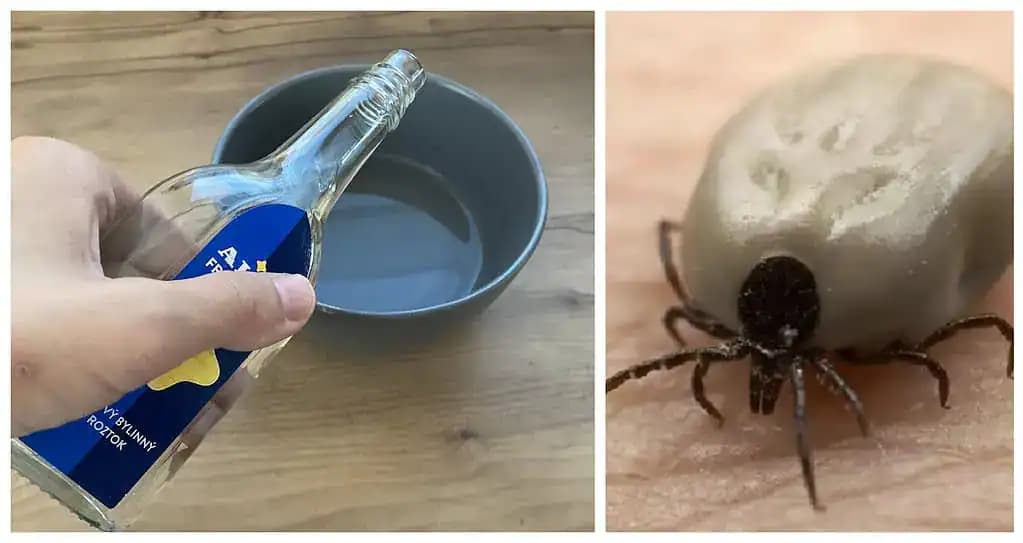 Zaručený domáci trik proti kliešťom: Stačí natrieť na členky toto a nepotrebujem ani dlhé nohavice – od hávede mám pokoj!