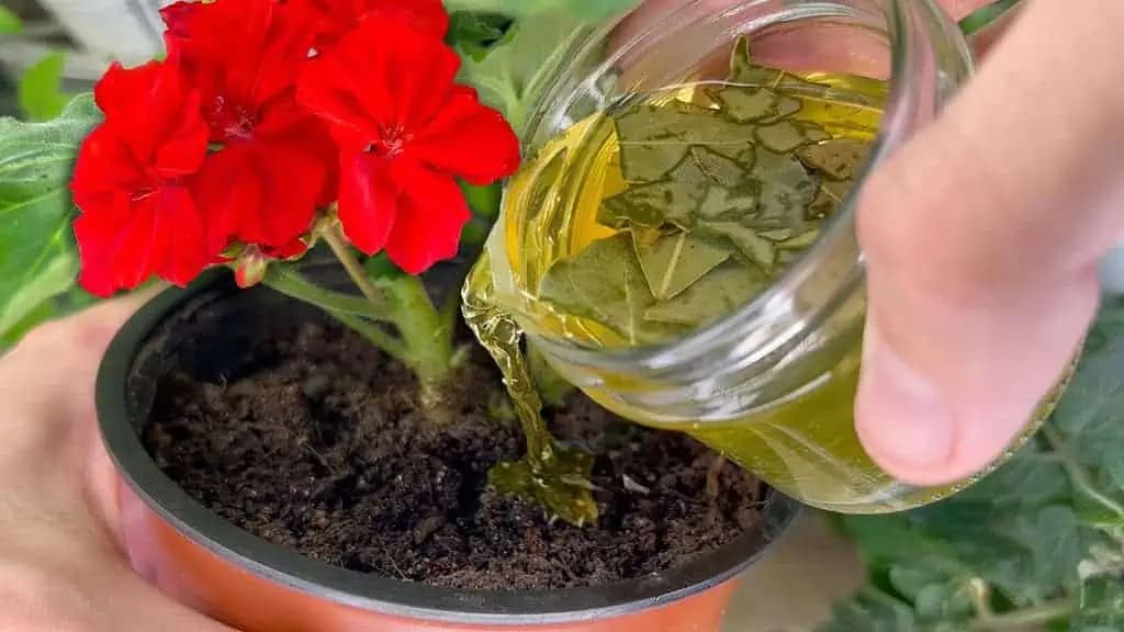 Som ohromená! Po tomto kŕmení aj krehký a zožltnutý ker zozelenie a znova kvitne – RECEPT na všetky izbovky aj balkónovky!