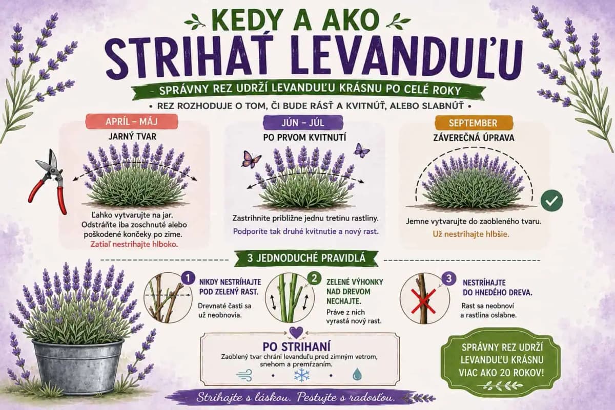 Kedy a ako strihať levanduľu? Jediný správny rez rozhoduje o tom, či bude bohato kvitnúť dlhé roky alebo postupne odumrie