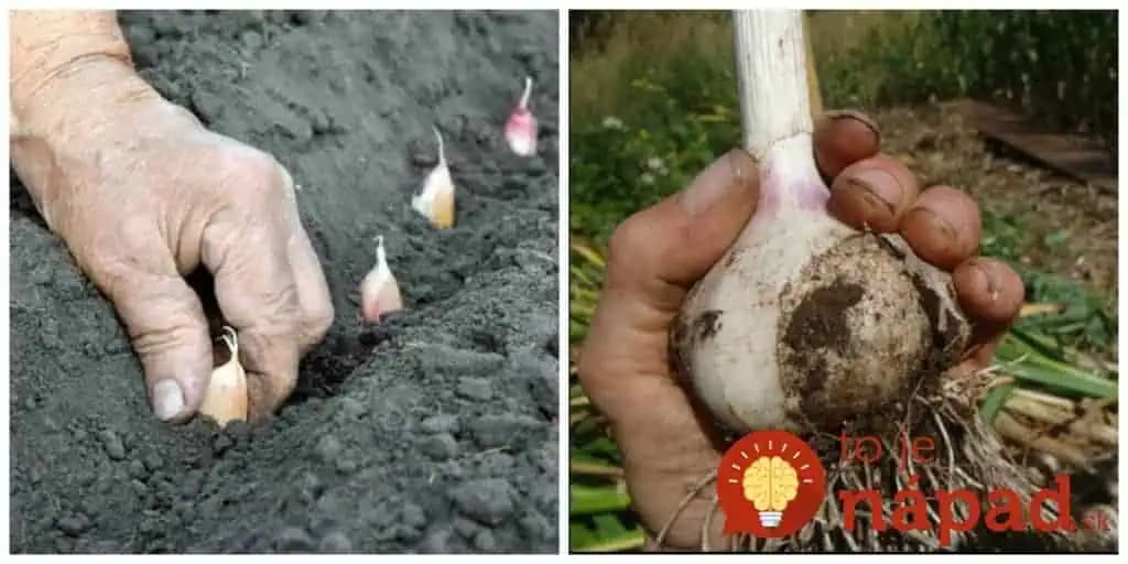 Chystáte sa po lete vysadiť cesnak? Trik skúsených záhradkárov, s ktorým čakajte bohatú úrodu extra veľkých plodov!