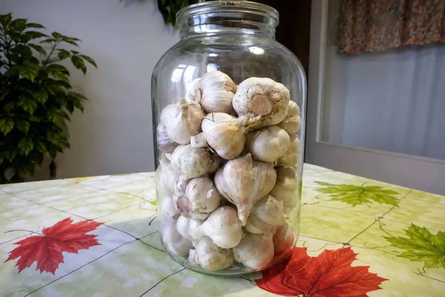 Cesnak som celé roky skladovala zle: Len takto vám vydrží čerstvý AŽ 2 ROKY!