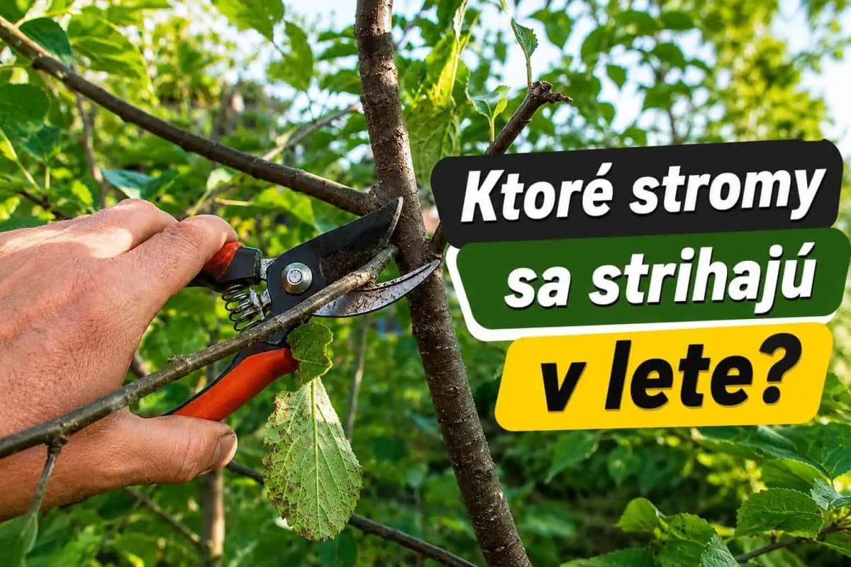 Letný rez stromov: Prečo je potrebný a ako ho robiť správne? Skúsení záhradkári naň nedajú dopustiť!