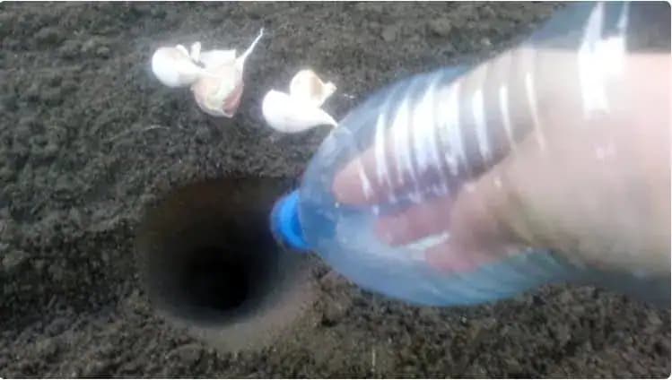 NAJCHYTREJŠÍ spôsob, ako sadiť cesnak: 2-krát rýchlejšie a výnosy sú oveľa vyššie – nachystajte si plastovú fľašu!