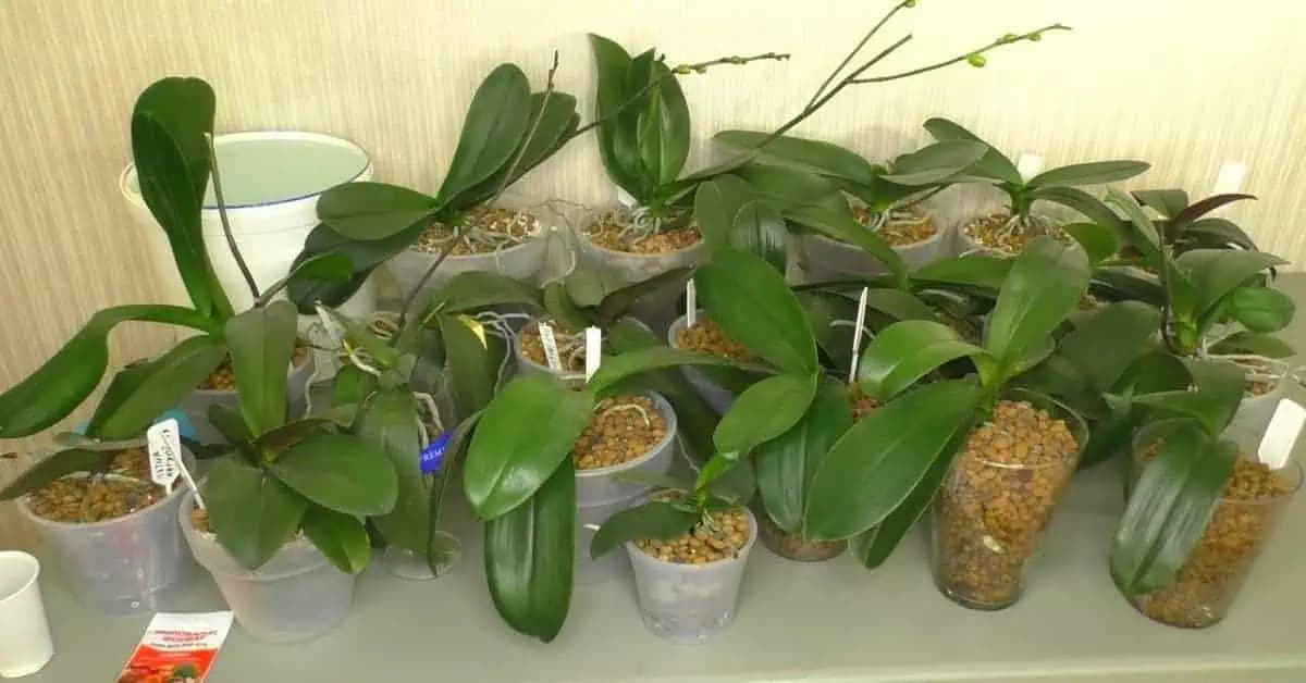 Krásne zdravé listy a bohaté kvitnutie každej orchidey: Majiteľka kvetinárstva mi poradila túto domácu výživu!