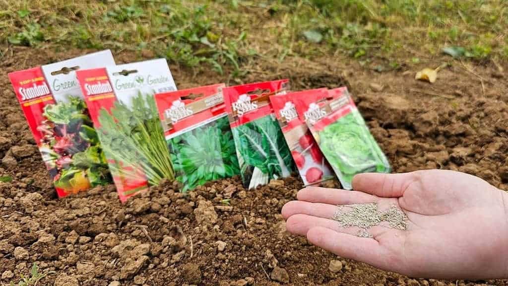 Koncom SEPTEMBRA je čas na siatie týchto rastlín: Úroda o 30 DNÍ!