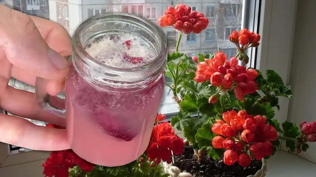 Majiteľka kvetinárstva mi poradila toto domáce kŕmenie: Už mi rozkvitol tučnolist, orchidea a aj kaktus!