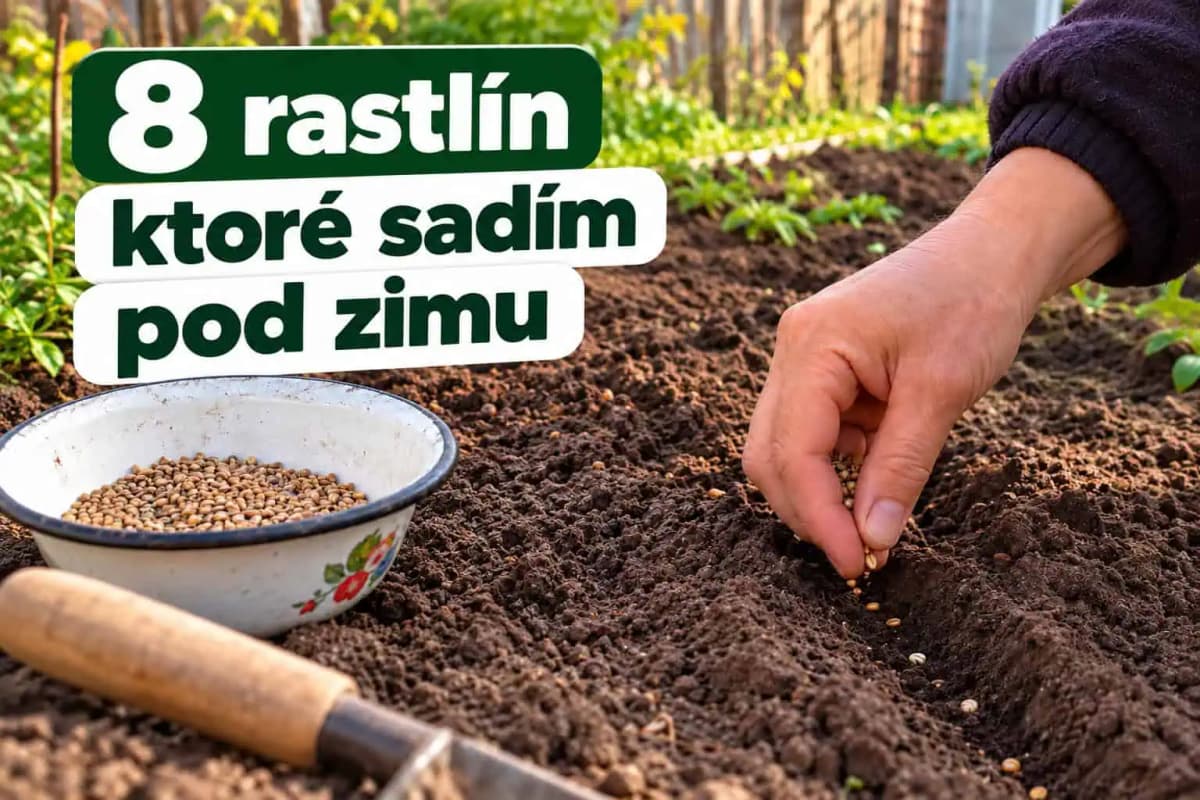 8 rastlín, ktoré sa oplatí sadiť pred zimou: Na jar získate skoršiu úrodu bez práce!