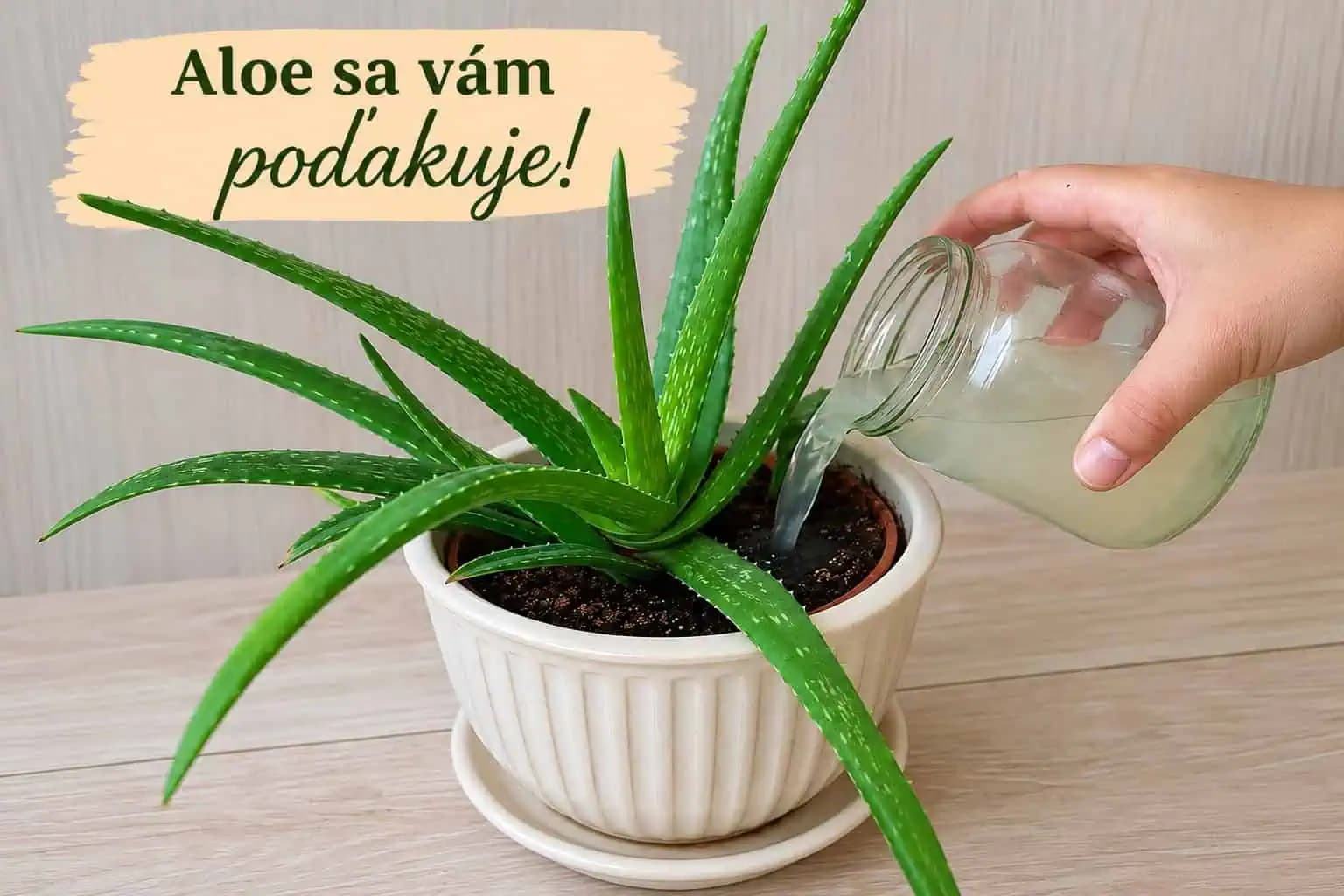 Hnojivo, ktoré treba dať aloe, aby rýchlo rástla a mala veľa VEĽKÝCH LISTOV!