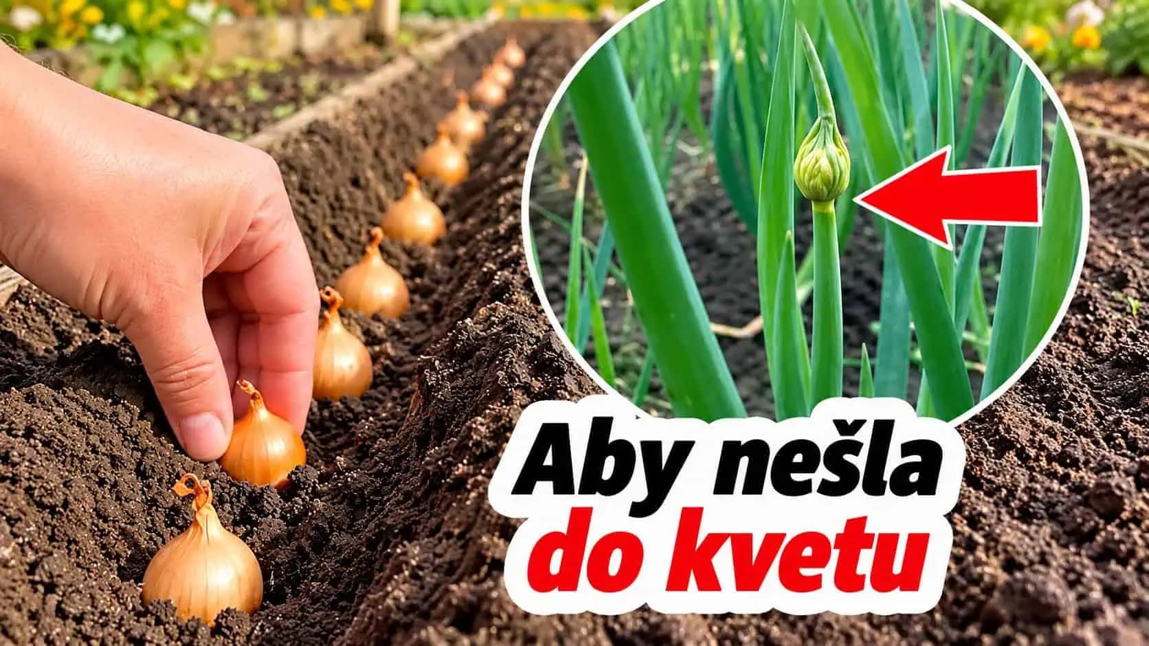 Jesenná výsadba cibule má svoje pravidlá: Dodržte týchto 7 zásad a na budúci rok sa dočkáte veľkých hlavičiek!