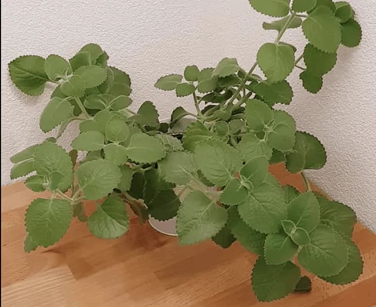 Túto rastlinu by ste mali mať v každej izbe: Nemusíte ju kupovať, stačí 1 list a takto ľahko ju rozmnožíte!