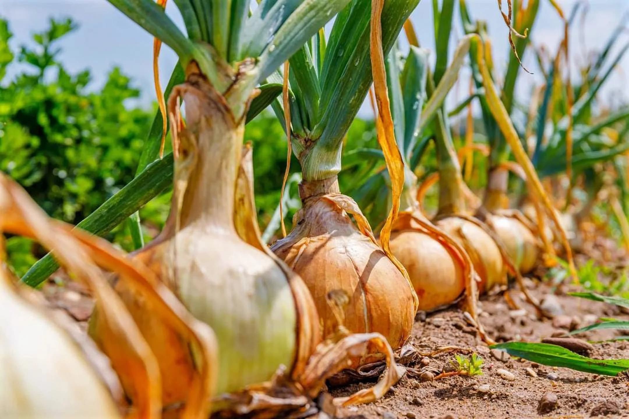 Ako zdvojnásobiť úrodu cibule? Urobte to pri sadení a budete mať úrodu, o akej sa vám ani nesnívalo!