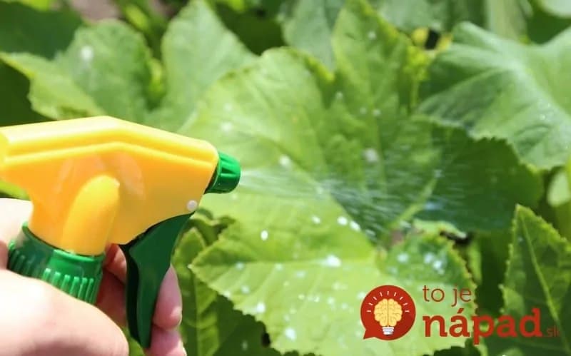 Napadla vaše uhorky pleseň? Takto môžete úrodu zachrániť!