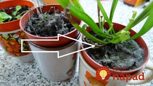 Objavil sa vám v kvetináči biely povlak? Takto rastlinky zachránite a budete mať doma opäť čistý vzduch!