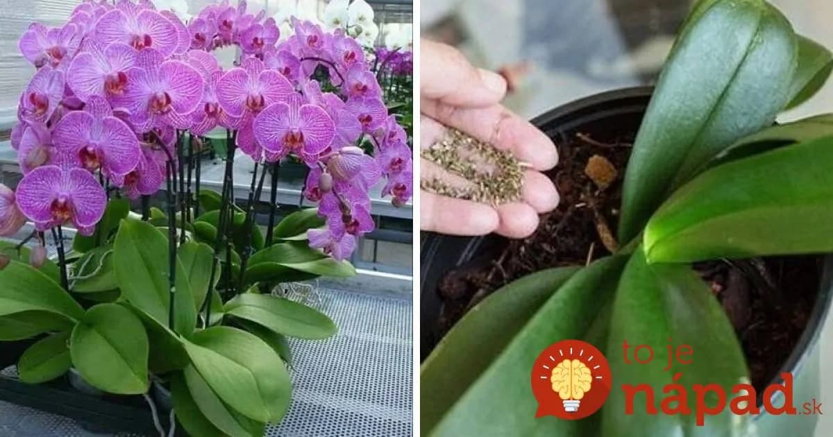 Zázračné domáce hnojivo pre orchideu: Vďaka tomuto bude krajšia ako kedykoľvek predtým!