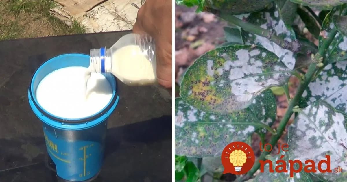 Ochráni rastliny pred chorobami, vyleští striebro a zmierni bolesť: Tušíte, čo dokáže obyčajné mlieko?