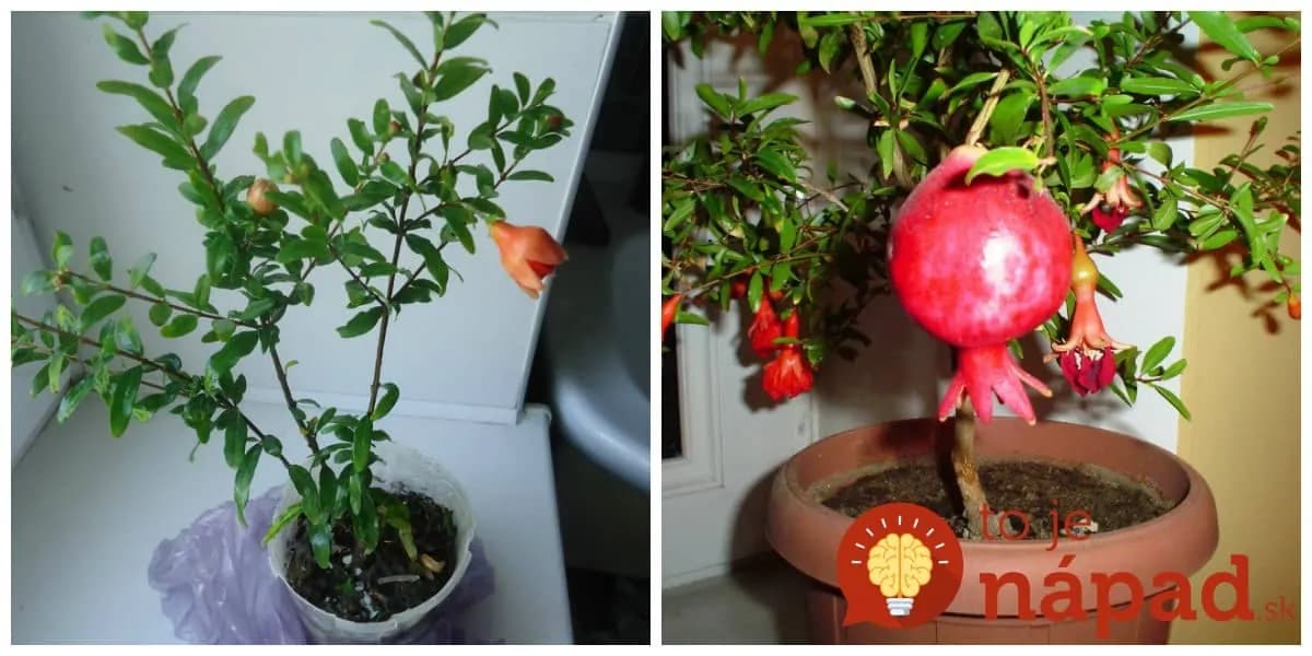 Jednoduchý návod, ako si vypestovať granátové jablká na okennom parapete!